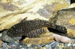Ancistrus sp. `COLOMBIA` - Click for species page